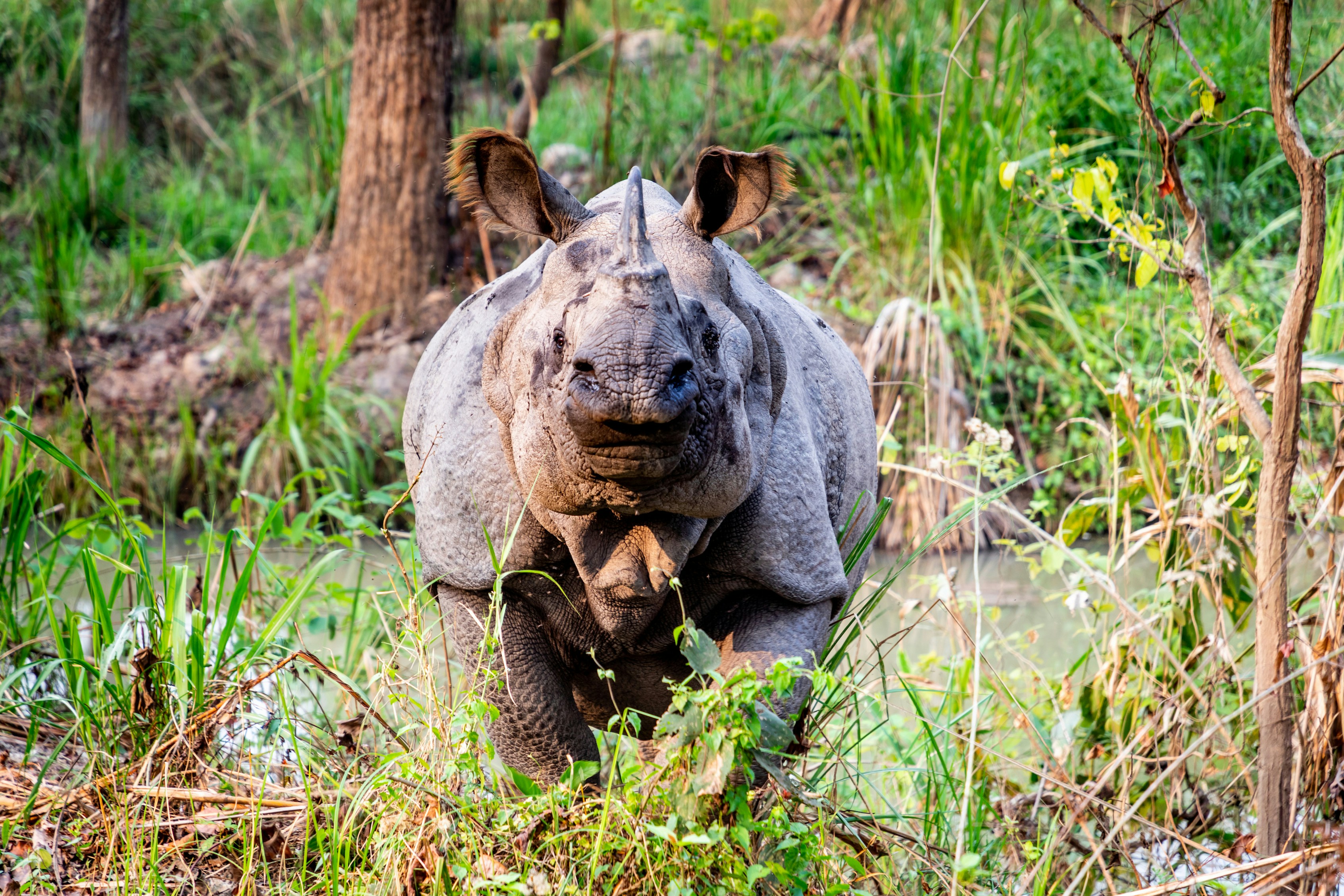 Chitwan Tour